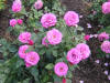 Angel Face Rose