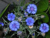 Blue Flowers