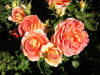 Brass Band Rose