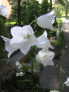 Campanula