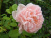 Cecelia Rose