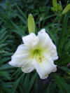 Daylily - Late June, Early July