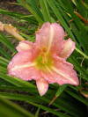 Daylily - Peach