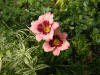 Daylily - Pink with Eye Zone