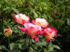 Double Delight Rose