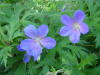 Geranium