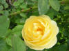 Graham Thomas Rose