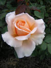 Just Joey Rose
