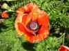 Oriental Poppy