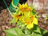Stephen's Sunflower - Opening