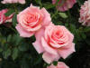 Tournament of Roses